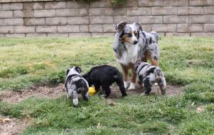 MiniToyAustralianShepherdpuppies